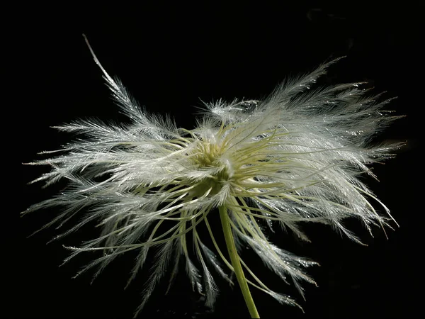 Clematis Pétales Fleurs Flore — Photo