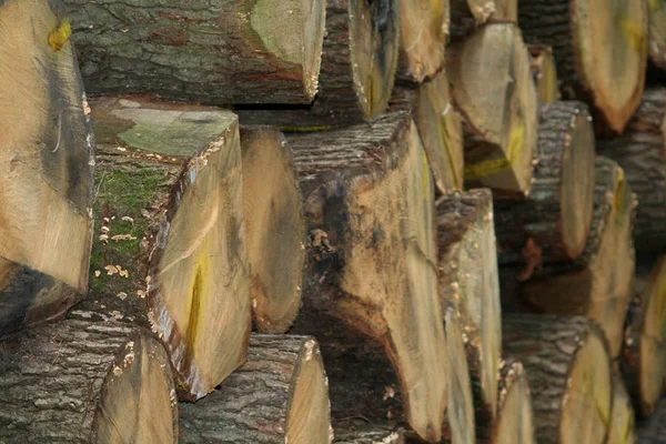 Wooden Firewood Timber Log — Stock Photo, Image