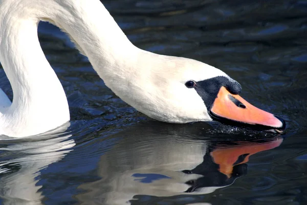 Vue Panoramique Sur Les Cygnes Majestueux Nature — Photo