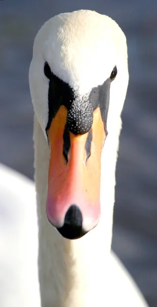 Vista Cênica Cisnes Majestosos Natureza — Fotografia de Stock