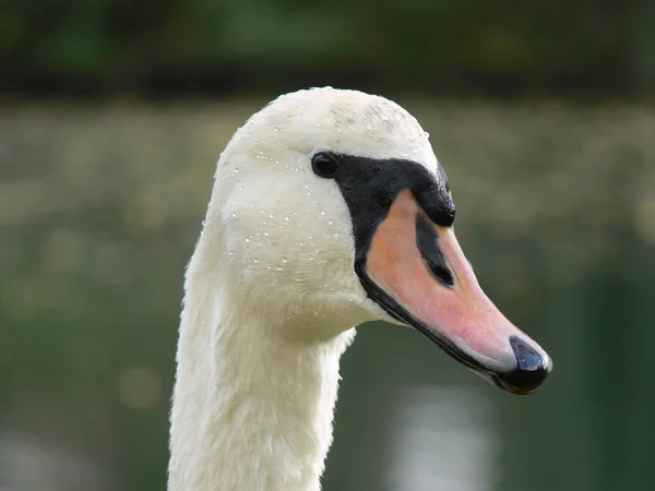 Scenic View Beautiful Bird Nature — Stock Photo, Image