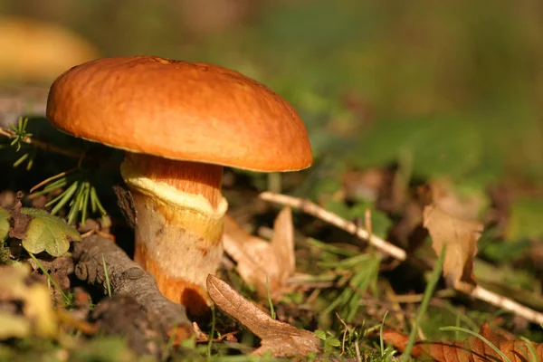 Paddenstoelen Kweken Bos Natuur Achtergrond — Stockfoto