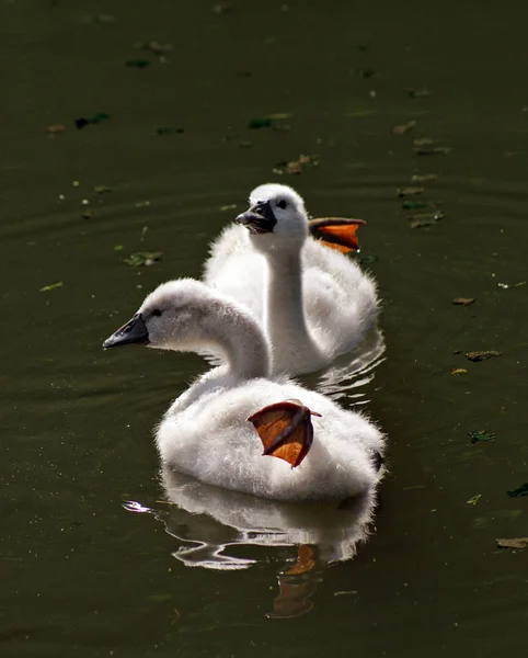 Aussichtsreiche Aussicht Auf Schöne Vögel Der Natur — Stockfoto