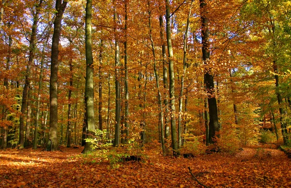 Floresta Outono Folhas Estação Outono — Fotografia de Stock