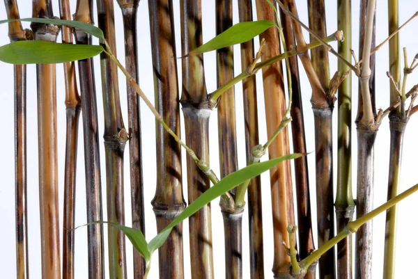 Cerca Bambu Com Uma Corda — Fotografia de Stock