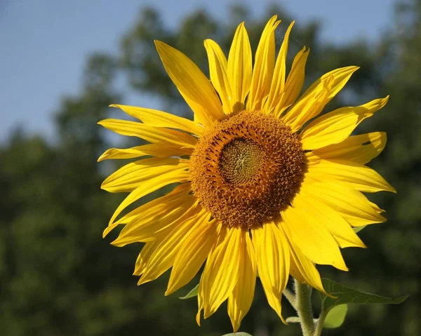 Tournesol Est Indigène Amérique Nit Est Supposé Que Tournesol Bas — Photo