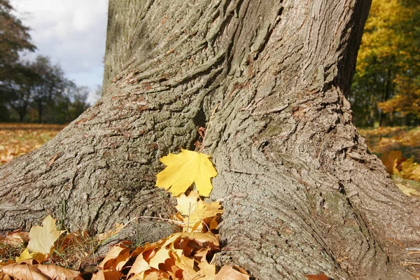 Bello Fogliame Colorato Autunno — Foto Stock