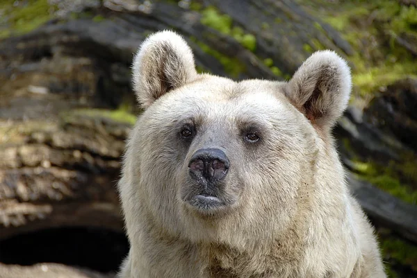 Хоча Коричневі Ведмеді Серед Хижаків Відповідно Системи Вони Насправді Типовими — стокове фото