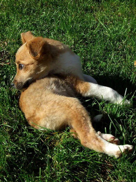 Şirin Bir Köpeğin Portresi — Stok fotoğraf