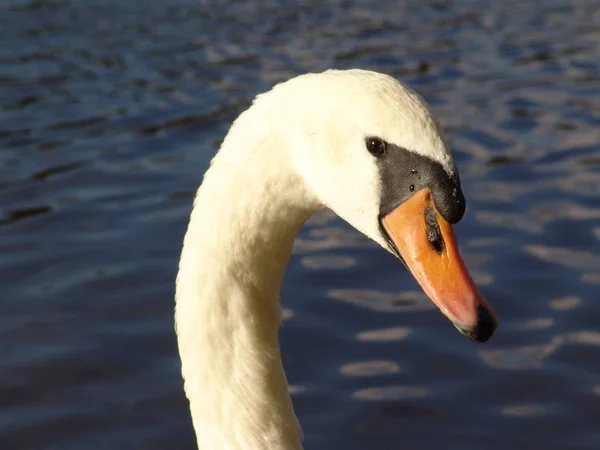 Zwemmen Vogel Wildheid Concept — Stockfoto