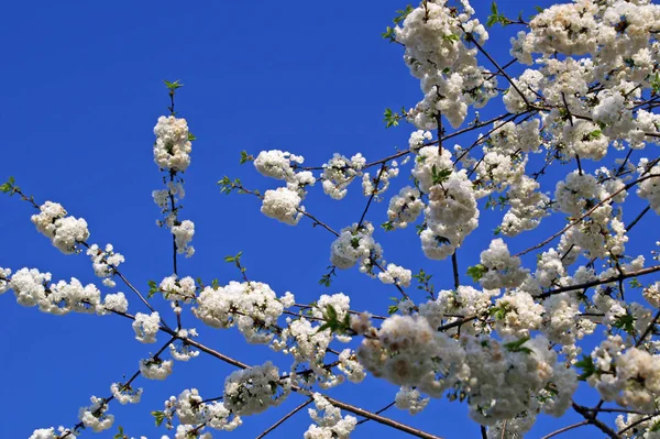 Árvore Natureza Árvore Cereja — Fotografia de Stock