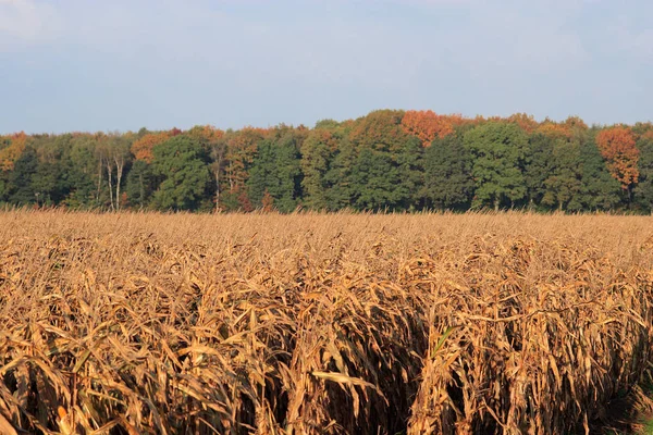 agriculture corn field, farmland countryside plants