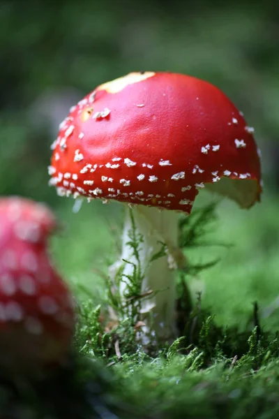 Red Toadstool Belongs Group Poisonous Fungi — Stock Photo, Image