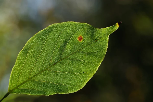 Hoja Verde Árbol — Foto de Stock