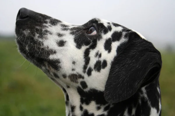 Perro Dálmata Mascota Blanca Negra —  Fotos de Stock