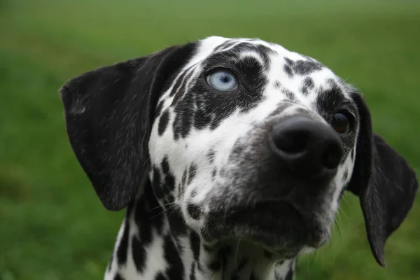 Cão Dalmatiano Animal Estimação Preto Branco — Fotografia de Stock