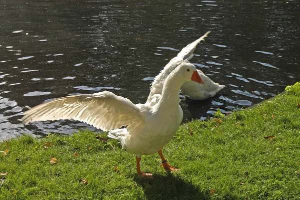 Naturskön Utsikt Över Gåsfågeln Naturen — Stockfoto