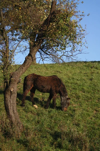 Landsliv Selektivt Fokus — Stockfoto