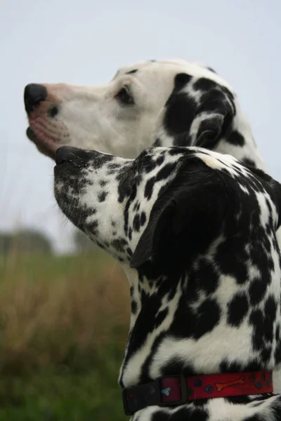 Собака Далматина Черно Белое Домашнее Животное — стоковое фото