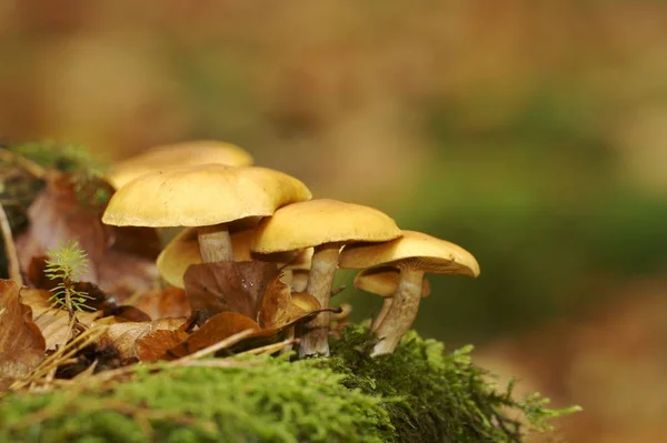 Groeiende Kleurrijke Paddenstoelen Natuur Achtergrond — Stockfoto