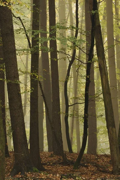 Scénický Pohled Flóru Divokém Lese — Stock fotografie
