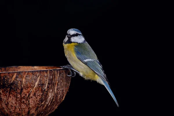 Malerische Ansicht Der Schönen Meise Vogel — Stockfoto