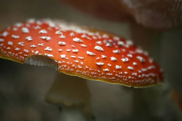 Groeiende Kleurrijke Paddenstoelen Natuur Achtergrond — Stockfoto