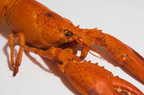 Lagosta Mar Alimento Animal — Fotografia de Stock