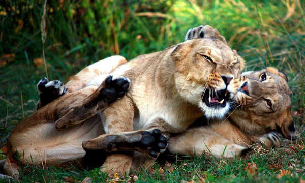 Löwin Tier Wilde Raubkatze — Stockfoto