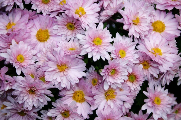 Beautiful Chrysanthemum Flowers Garden — Stock Photo, Image