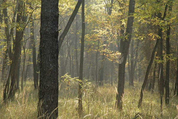 Luonnonvaraisen Metsän Kasviston Maisema — kuvapankkivalokuva