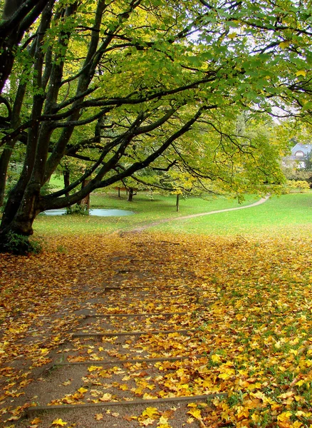 Parc Automnal Feuillage Automne — Photo