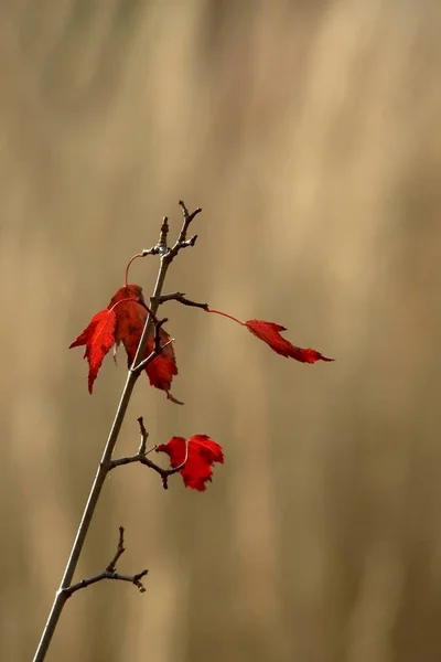 Herfstsfeer Selectieve Focus — Stockfoto