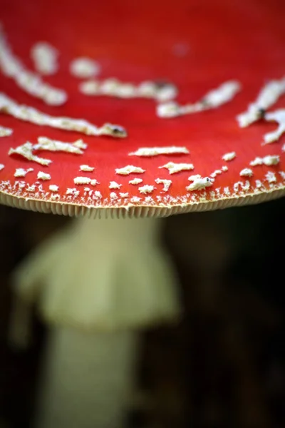 Paddenstoelen Kweken Bos Natuur Achtergrond — Stockfoto