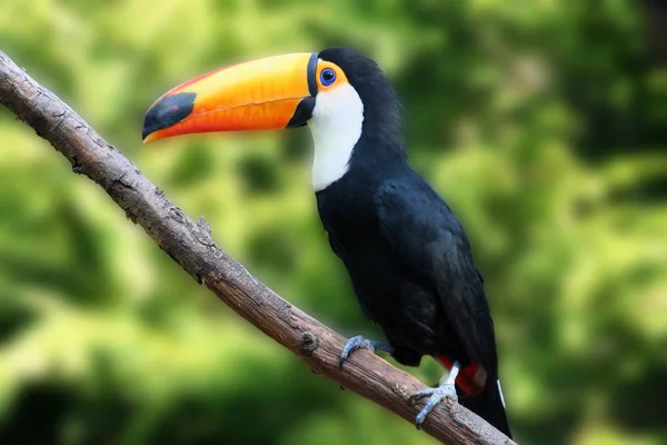 One Favorite Motifs 2006 Rudi Toucan Time Full Beak Length — kuvapankkivalokuva