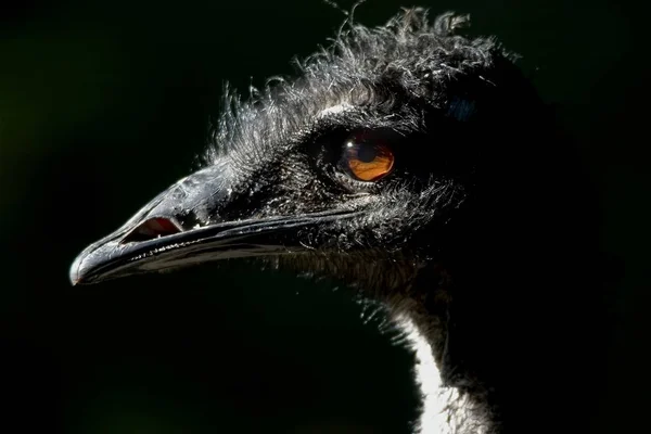 ダチョウの鳥野生生物 — ストック写真