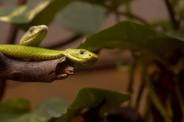 Schlange Tierwelt Schlangenhaut — Stockfoto