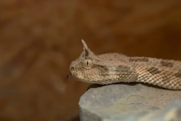 Gefährliche Schlange Viper Tier — Stockfoto