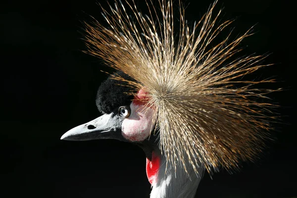 Vista Panorámica Hermoso Pájaro Grúa Corona — Foto de Stock