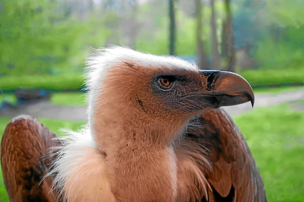 Γραφική Θέα Της Όμορφης Griffon Πουλί — Φωτογραφία Αρχείου