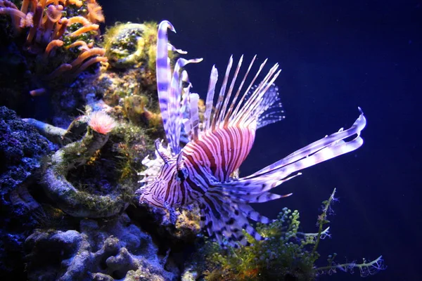 Lionfish Mar Subaquático Vida Marinha — Fotografia de Stock