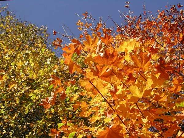 Beautiful Colorful Autumn Foliage Stock Picture