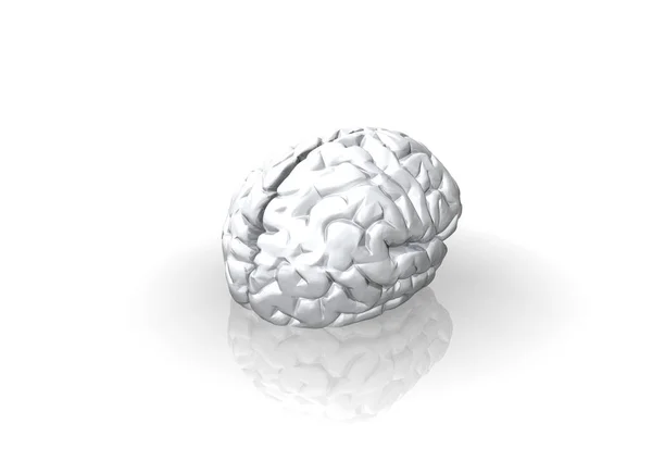 Human Brain Thinking Organ — Stock Photo, Image