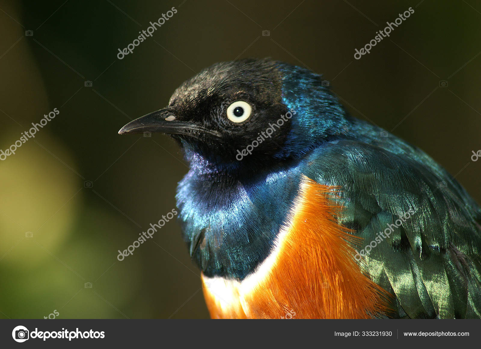 Surname Bird surname-bird