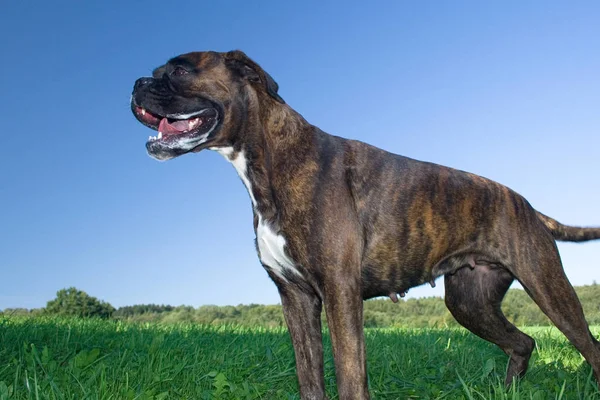 绿色草地上的黑色拉布拉多猎犬 — 图库照片