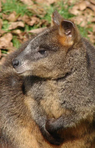 캥거루 오스트레일리아 동물상 — 스톡 사진