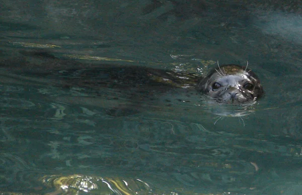 Seal Marine Animal Marine — Stock Photo, Image