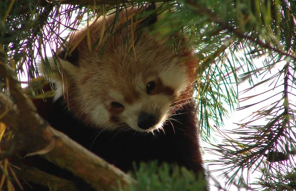 Pequeño Oso Panda Roja — Foto de Stock