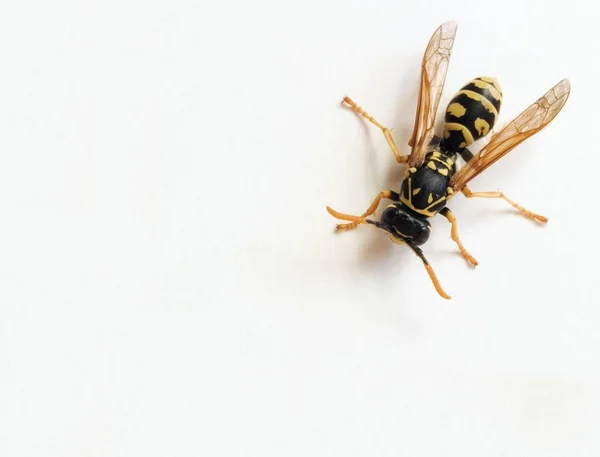 Vue Rapprochée Des Insectes Guêpes Dans Macro Shot — Photo