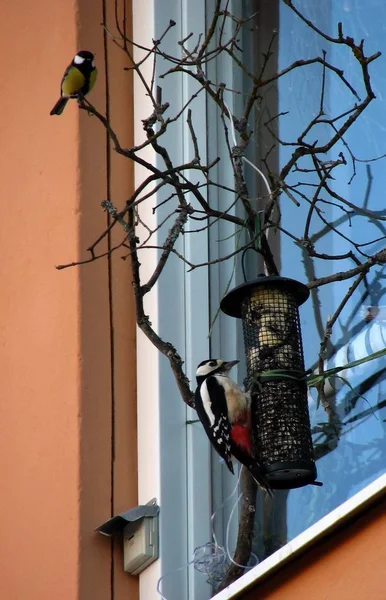 Specht Vogel Der Natur Fauna — Stockfoto